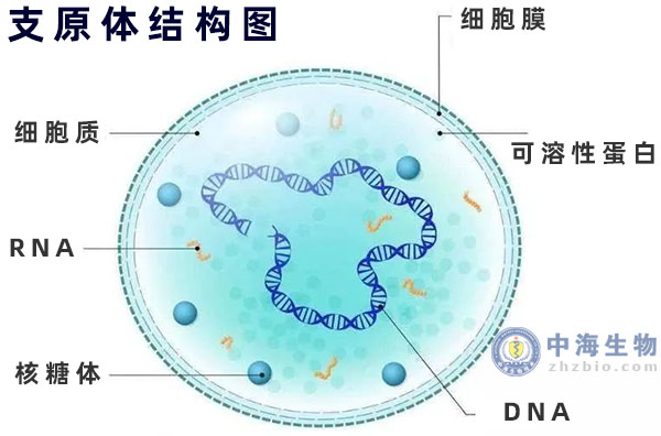 支原體結(jié)果圖示